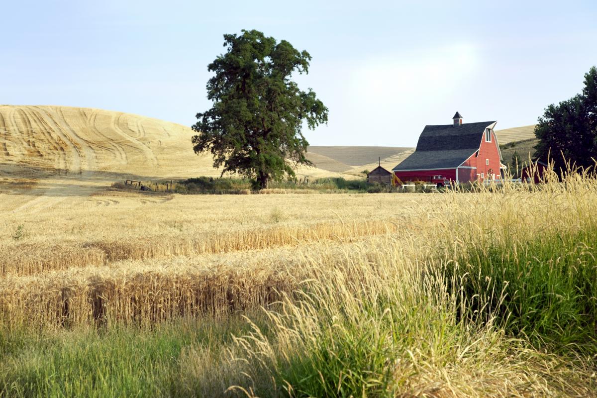 What Percentage Of Texans Live In Rural Areas